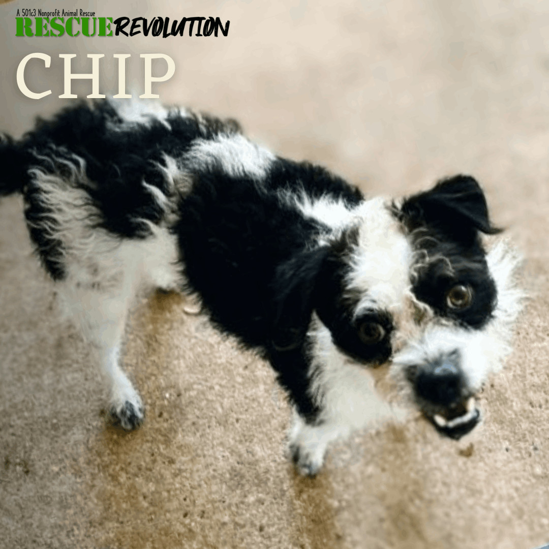 Chip, an adoptable Cairn Terrier, Poodle in Houma, LA, 70364 | Photo Image 2