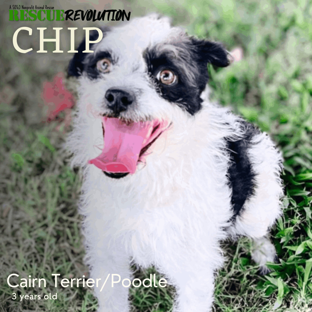 Chip, an adoptable Cairn Terrier, Poodle in Houma, LA, 70364 | Photo Image 1