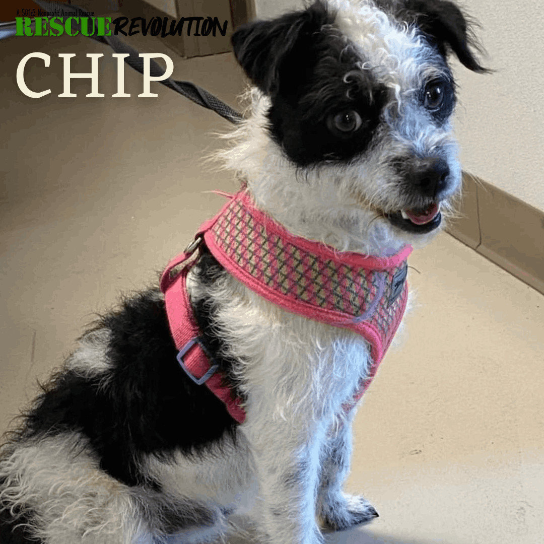 Chip, an adoptable Cairn Terrier, Poodle in Houma, LA, 70364 | Photo Image 3