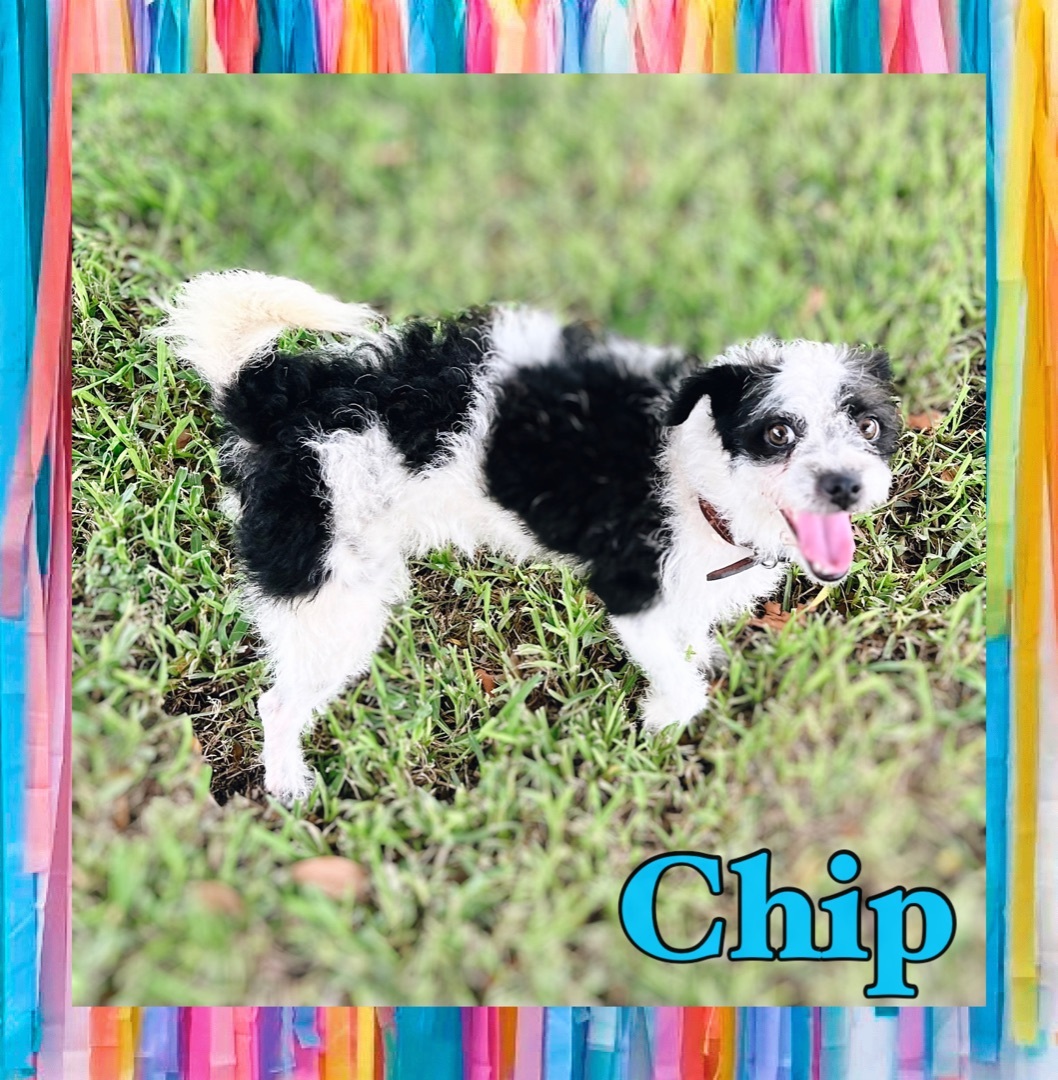 Chip, an adoptable Cairn Terrier, Poodle in Houma, LA, 70364 | Photo Image 4