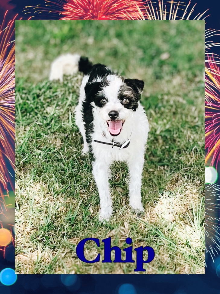 Chip, an adoptable Cairn Terrier, Poodle in Houma, LA, 70364 | Photo Image 5