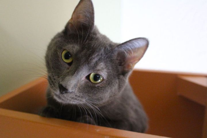 Sophia, an adoptable Domestic Short Hair in Bellaire, MI_image-3