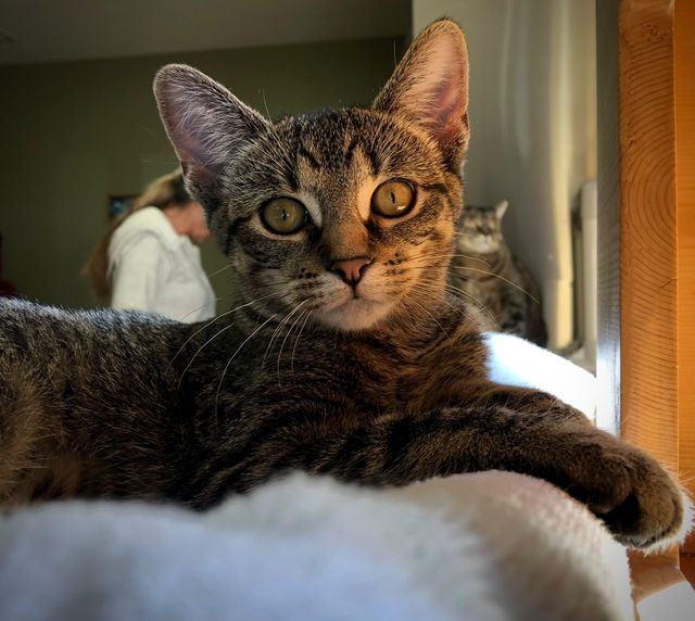 Christine, an adoptable Domestic Short Hair & Tabby Mix in Bellaire, MI_image-3