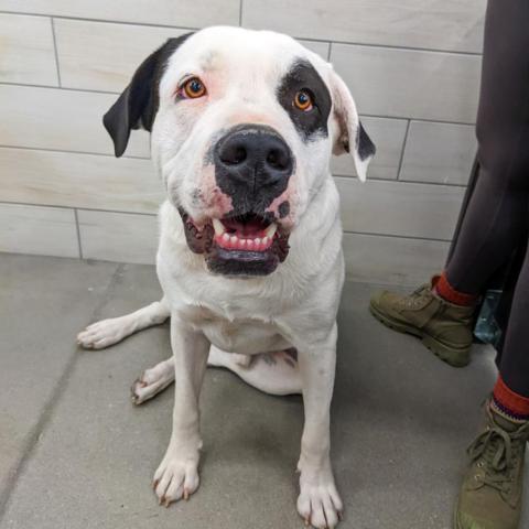 Brick, an adoptable Great Pyrenees, Mastiff in West Jordan, UT, 84084 | Photo Image 1