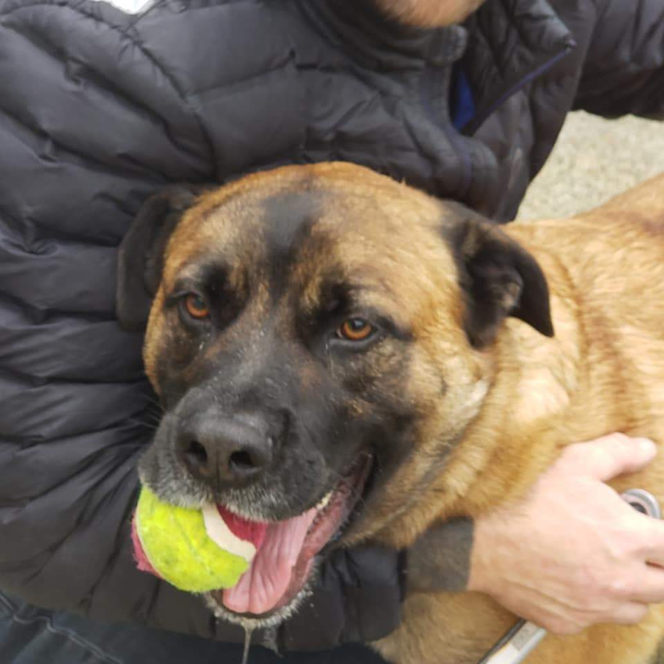 Otis - Big, Sweet Boy!, an adoptable Rottweiler, German Shepherd Dog in Tacoma, WA, 98448 | Photo Image 1