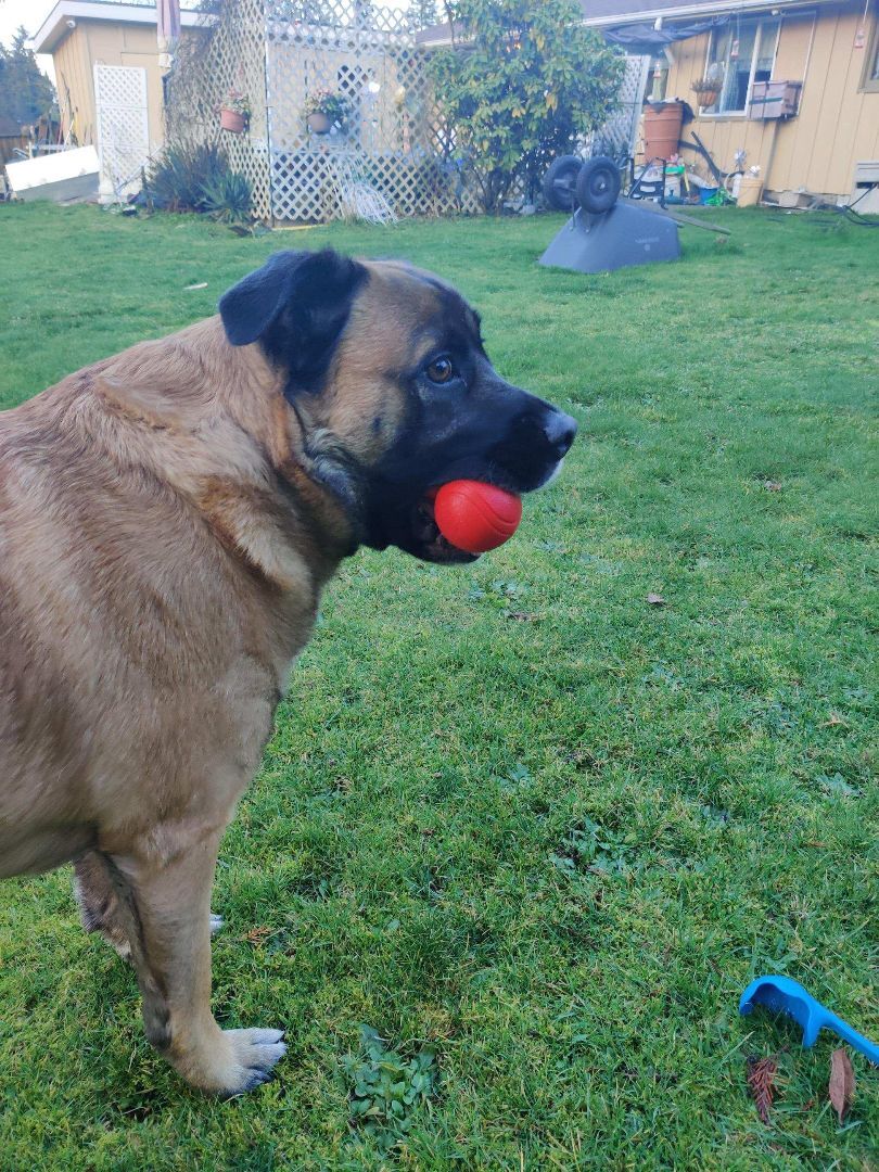 Otis - Big, Sweet Boy!, an adoptable Rottweiler, German Shepherd Dog in Tacoma, WA, 98448 | Photo Image 2