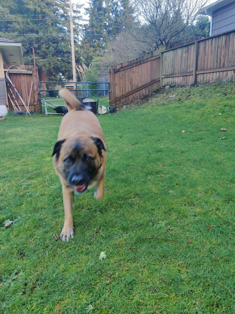 Otis - Big, Sweet Boy!, an adoptable Rottweiler, German Shepherd Dog in Tacoma, WA, 98448 | Photo Image 3