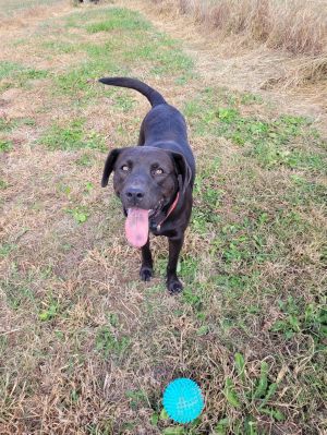 Rose 2 12 year old lab mix Rose is a great dog She is very sweet and loves to play