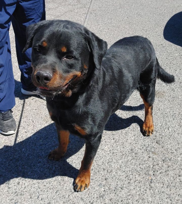 OSO, an adopted Rottweiler in Las Vegas, NV_image-1