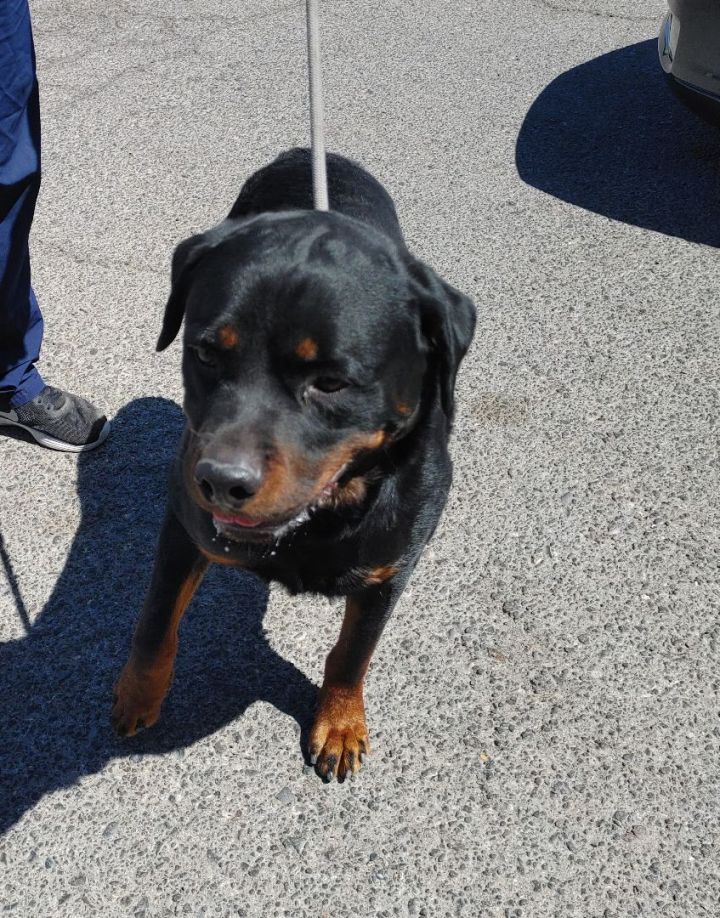 OSO, an adopted Rottweiler in Las Vegas, NV_image-3