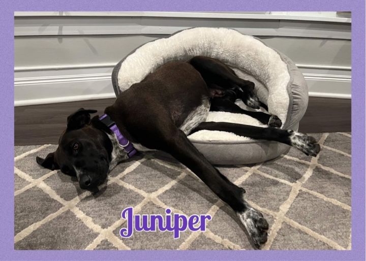 Juniper, an adoptable Labrador Retriever & Pointer Mix in Oswego, IL_image-2