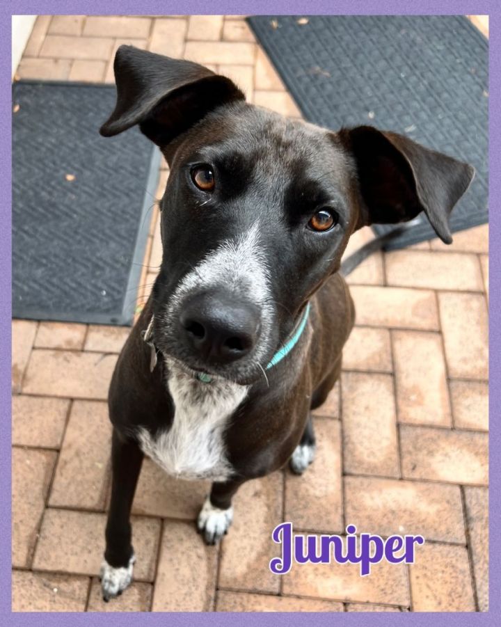 Juniper, an adoptable Labrador Retriever & Pointer Mix in Oswego, IL_image-5