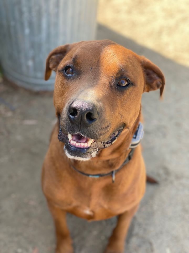 Vizsla redbone coonhound hot sale mix