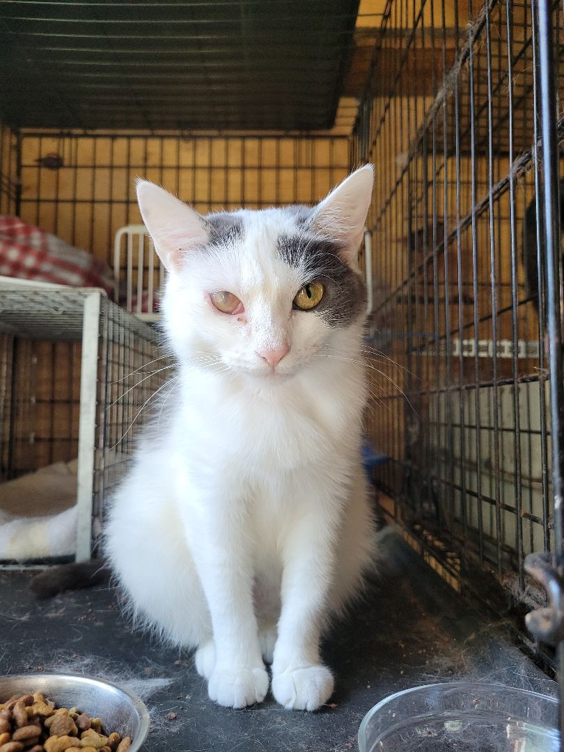 Quinn, an adoptable Domestic Short Hair in Grand Island, NY, 14072 | Photo Image 2