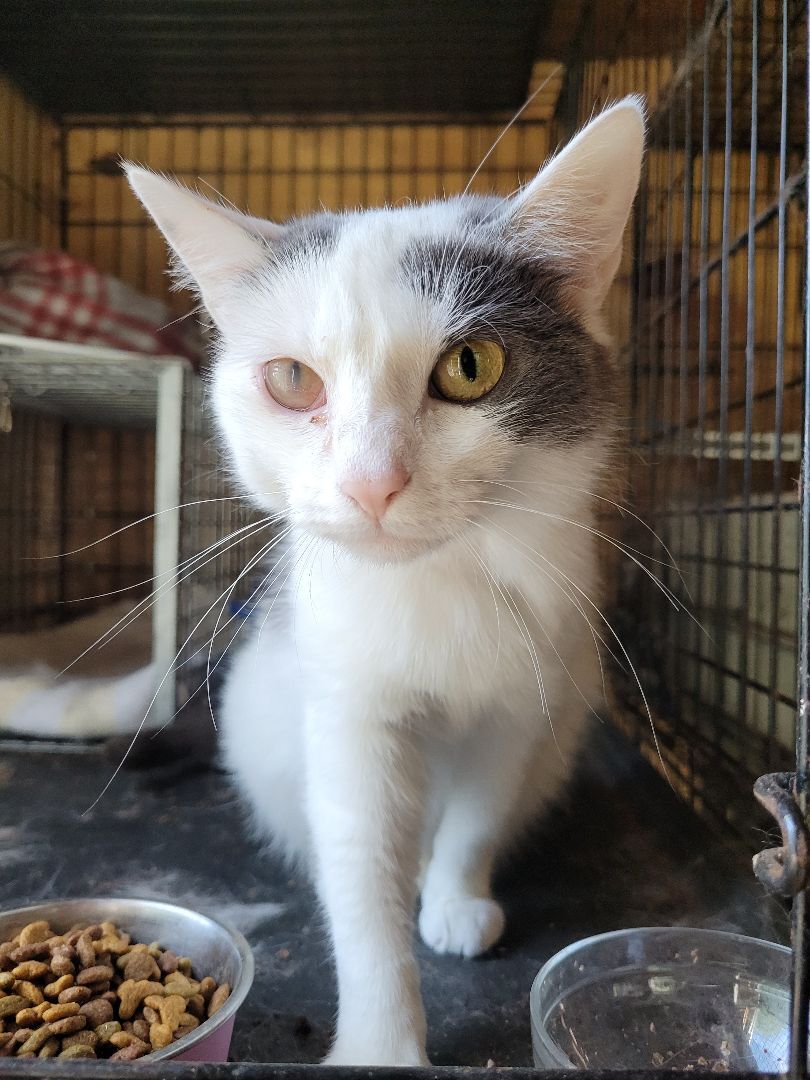 Quinn, an adoptable Domestic Short Hair in Grand Island, NY, 14072 | Photo Image 3