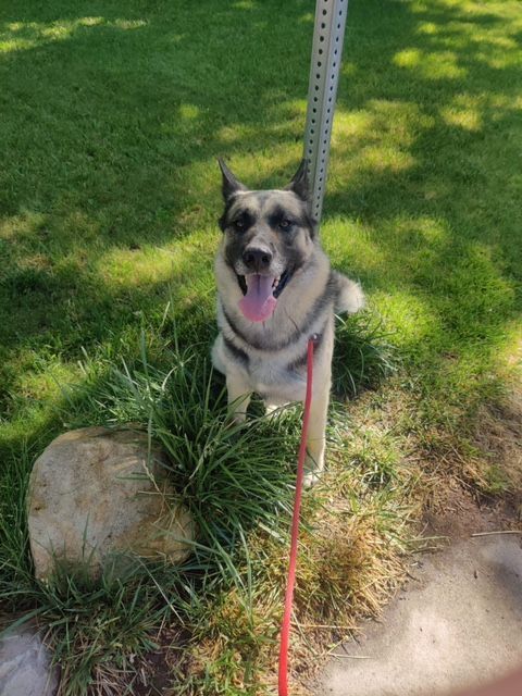 Lobo, an adoptable German Shepherd Dog in Mound House, NV, 89706 | Photo Image 1