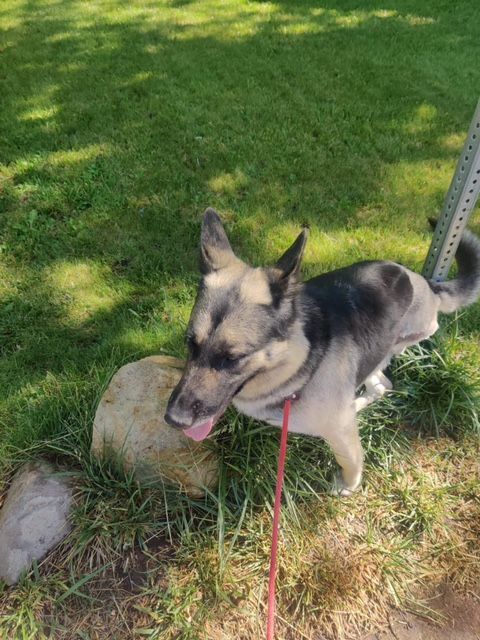 Lobo, an adoptable German Shepherd Dog in Mound House, NV, 89706 | Photo Image 2