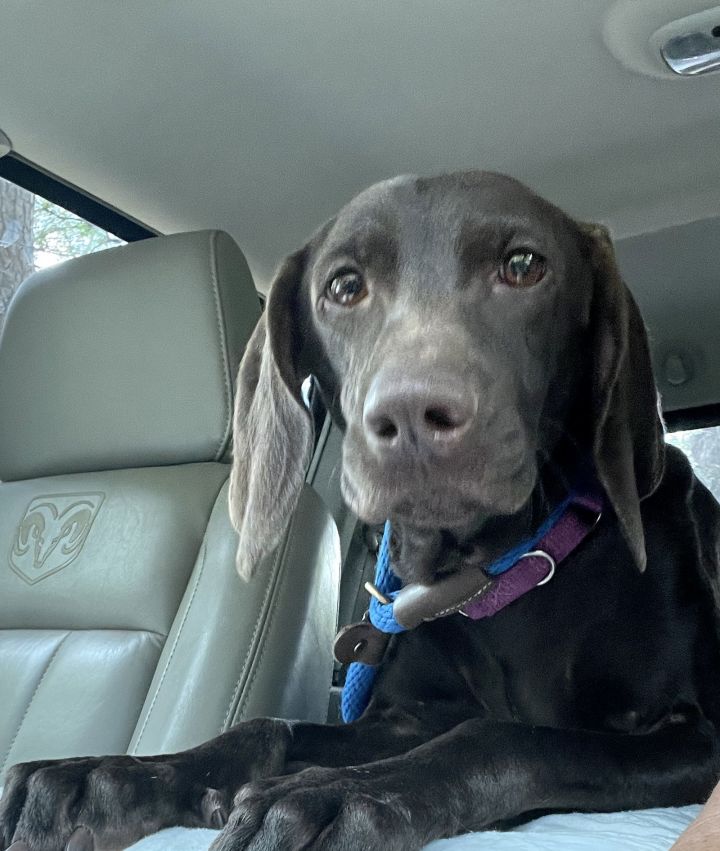 Weimaraner lab mix sales for adoption