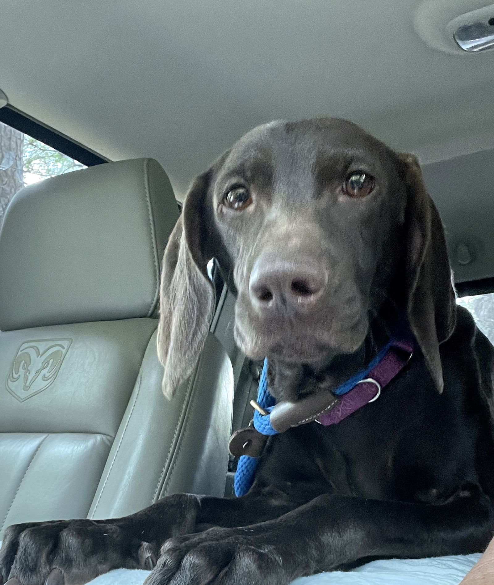 Bee, an adoptable Weimaraner, Labrador Retriever in Denton, TX, 76205 | Photo Image 1