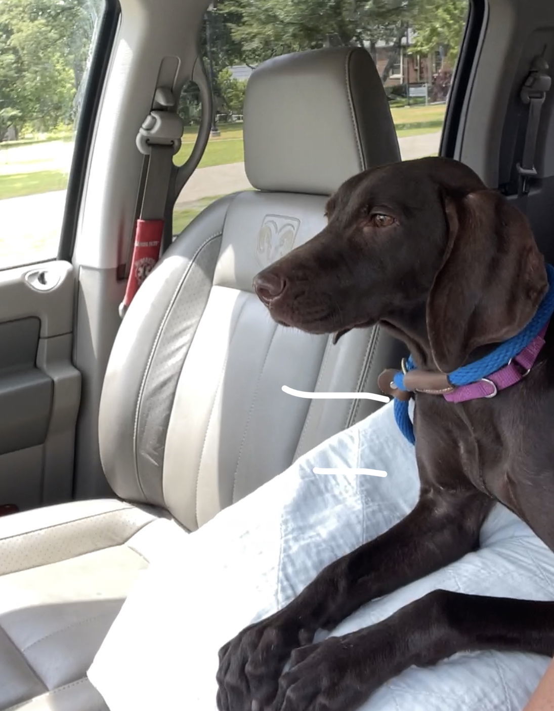 Bee, an adoptable Weimaraner, Labrador Retriever in Denton, TX, 76205 | Photo Image 2