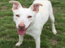 ENOLA's profile on Petfinder.com