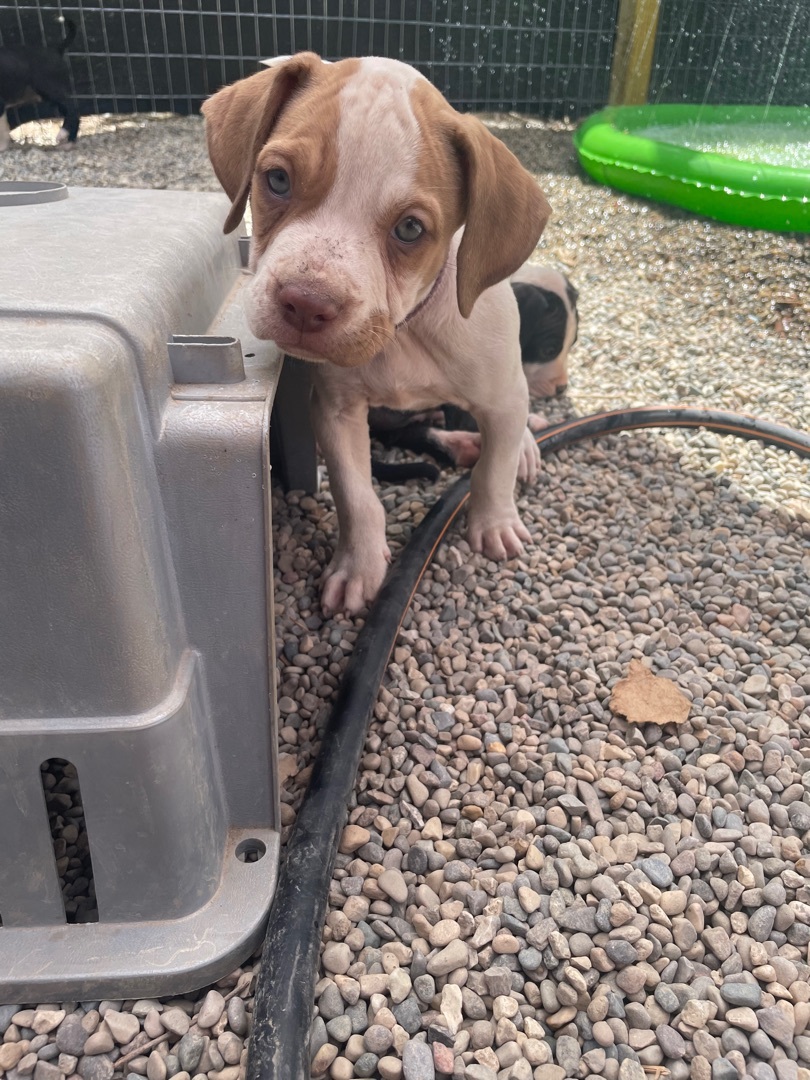 Reese (F) - light purple collar