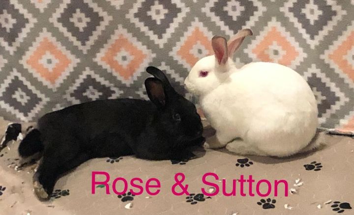 Rose & Sutton 2
