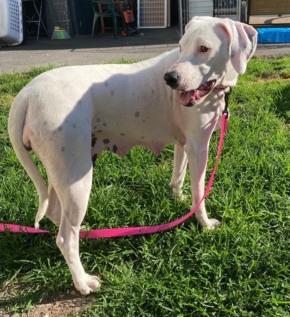 Lady, an adoptable Dalmatian, Hound in Scranton, PA, 18509 | Photo Image 3