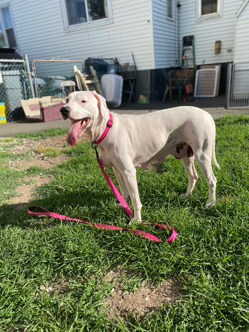 Lady, an adoptable Dalmatian, Hound in Scranton, PA, 18509 | Photo Image 4