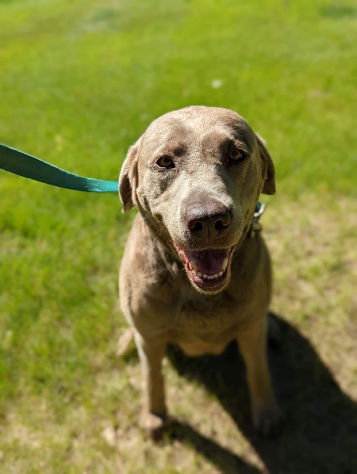 Chloe, an adoptable Labrador Retriever in Kentwood, MI_image-2