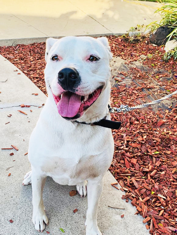 Pit mixed store with american bulldog