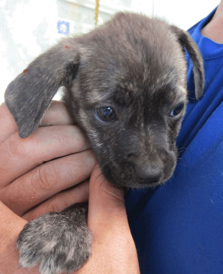 Michelle, an adoptable Labrador Retriever Mix in Clear Lake, IA_image-1