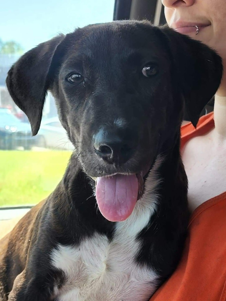 Takoda, an adoptable Labrador Retriever, Mountain Cur in El Dorado, AR, 71730 | Photo Image 1