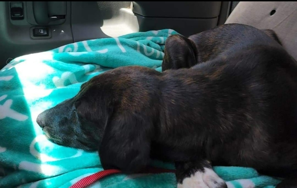 Takoda, an adoptable Labrador Retriever, Mountain Cur in El Dorado, AR, 71730 | Photo Image 2