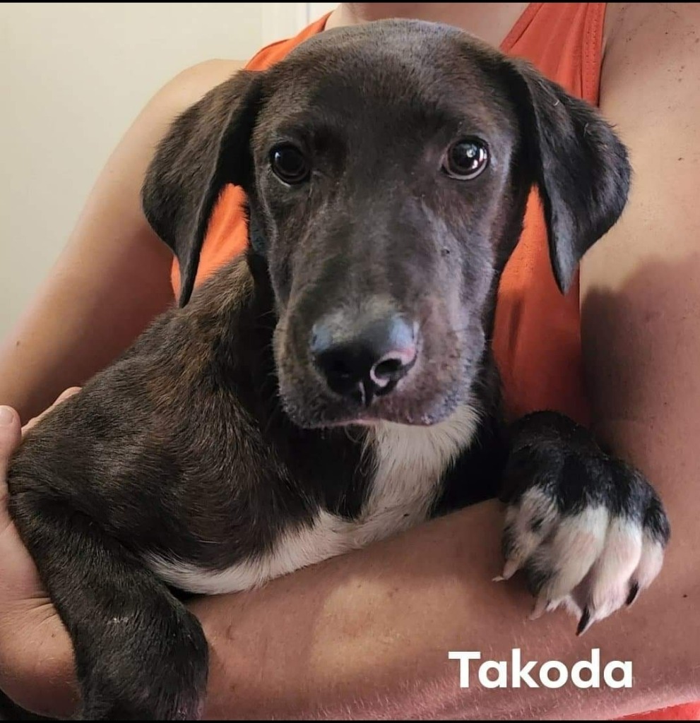 Takoda, an adoptable Labrador Retriever, Mountain Cur in El Dorado, AR, 71730 | Photo Image 3