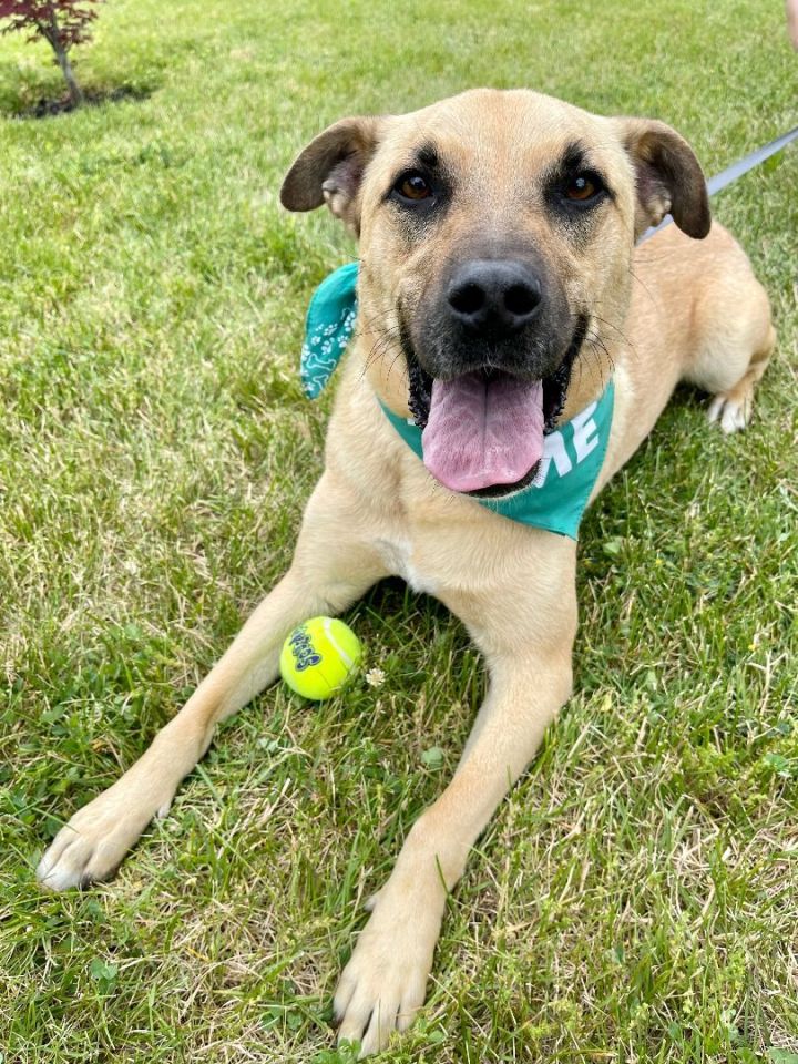 Happy, an adoptable Black Mouth Cur & Shepherd Mix in Bethel, CT_image-3