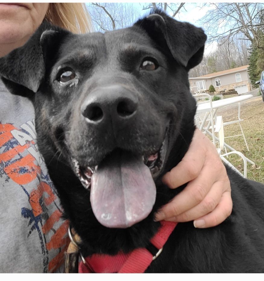 Asher, an adoptable Labrador Retriever in Brookfield, OH, 44403 | Photo Image 1