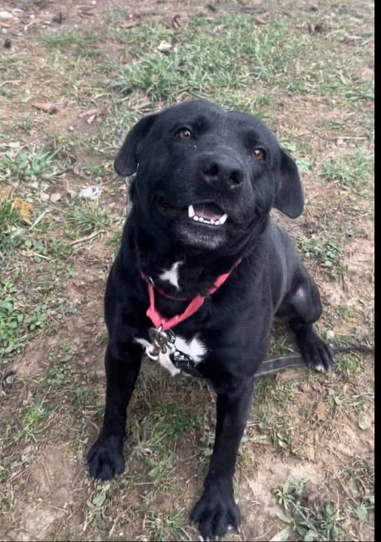 Avery, an adoptable Labrador Retriever in Brookfield, OH, 44403 | Photo Image 1