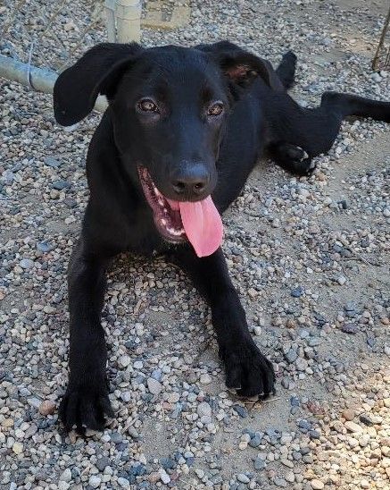 Forest, an adoptable Labrador Retriever Mix in Clear Lake, IA_image-1