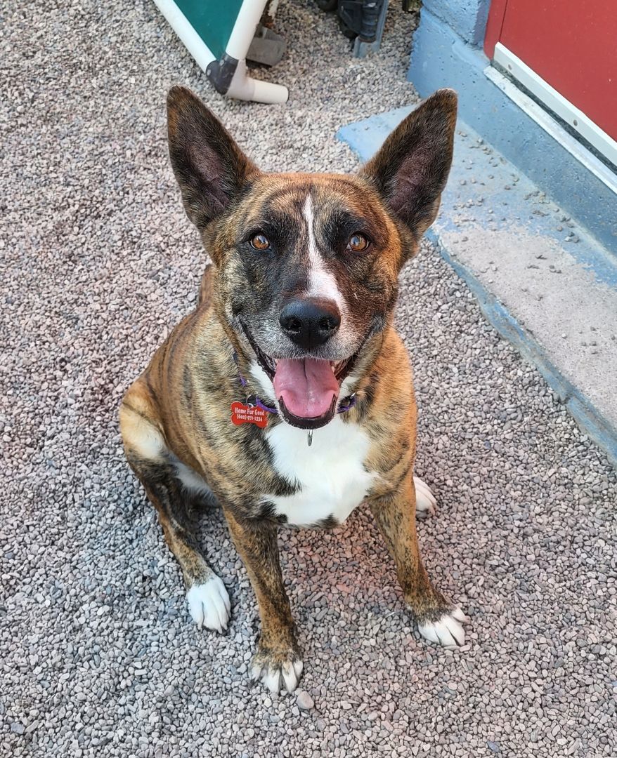 TIGERLILY, an adoptable German Shepherd Dog in Phoenix, AZ, 85028 | Photo Image 4