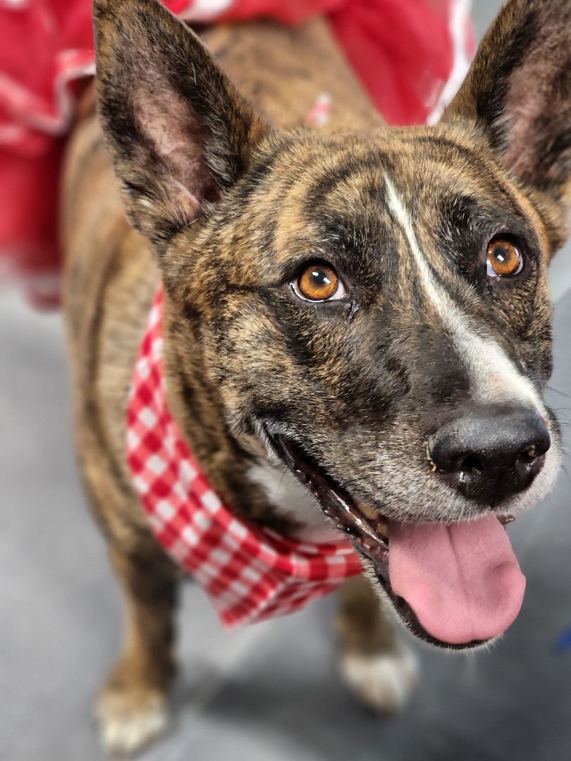 TIGERLILY, an adoptable German Shepherd Dog in Phoenix, AZ, 85028 | Photo Image 6