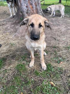 Klaus, an adoptable Shepherd in Watertown, WI, 53094 | Photo Image 2