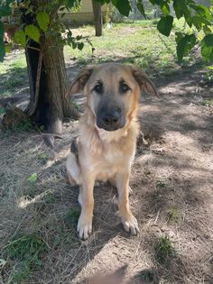 Klaus, an adoptable Shepherd in Watertown, WI, 53094 | Photo Image 4