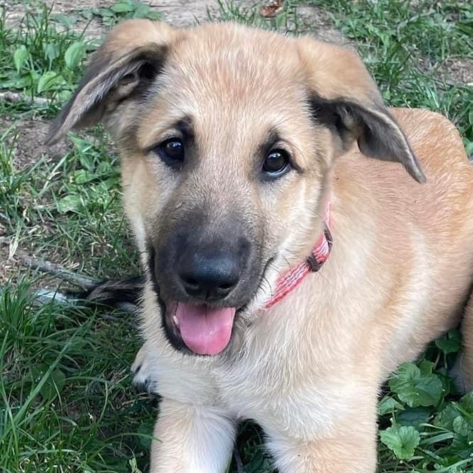 Klaus, an adoptable Shepherd in Watertown, WI, 53094 | Photo Image 6