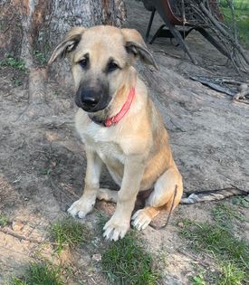 Klaus, an adoptable Shepherd in Watertown, WI, 53094 | Photo Image 8