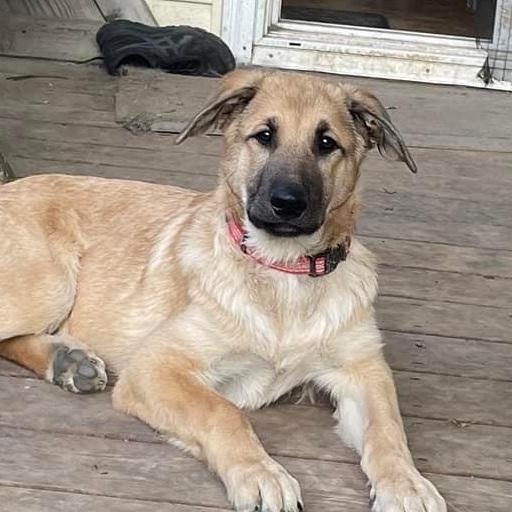 Klaus, an adoptable Shepherd in Watertown, WI, 53094 | Photo Image 10