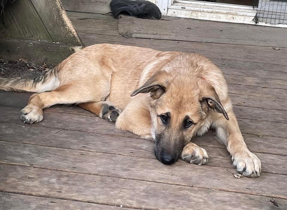 Klaus, an adoptable Shepherd in Watertown, WI, 53094 | Photo Image 12