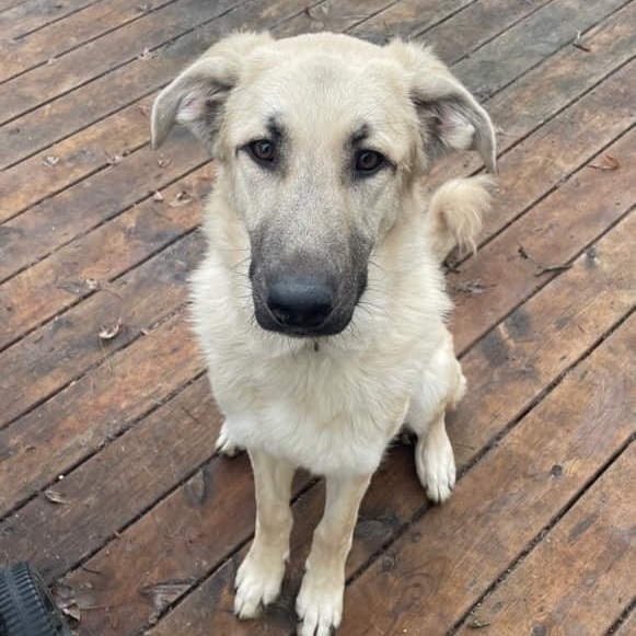 Hilda , an adoptable German Shepherd Dog Mix in Watertown, WI_image-3