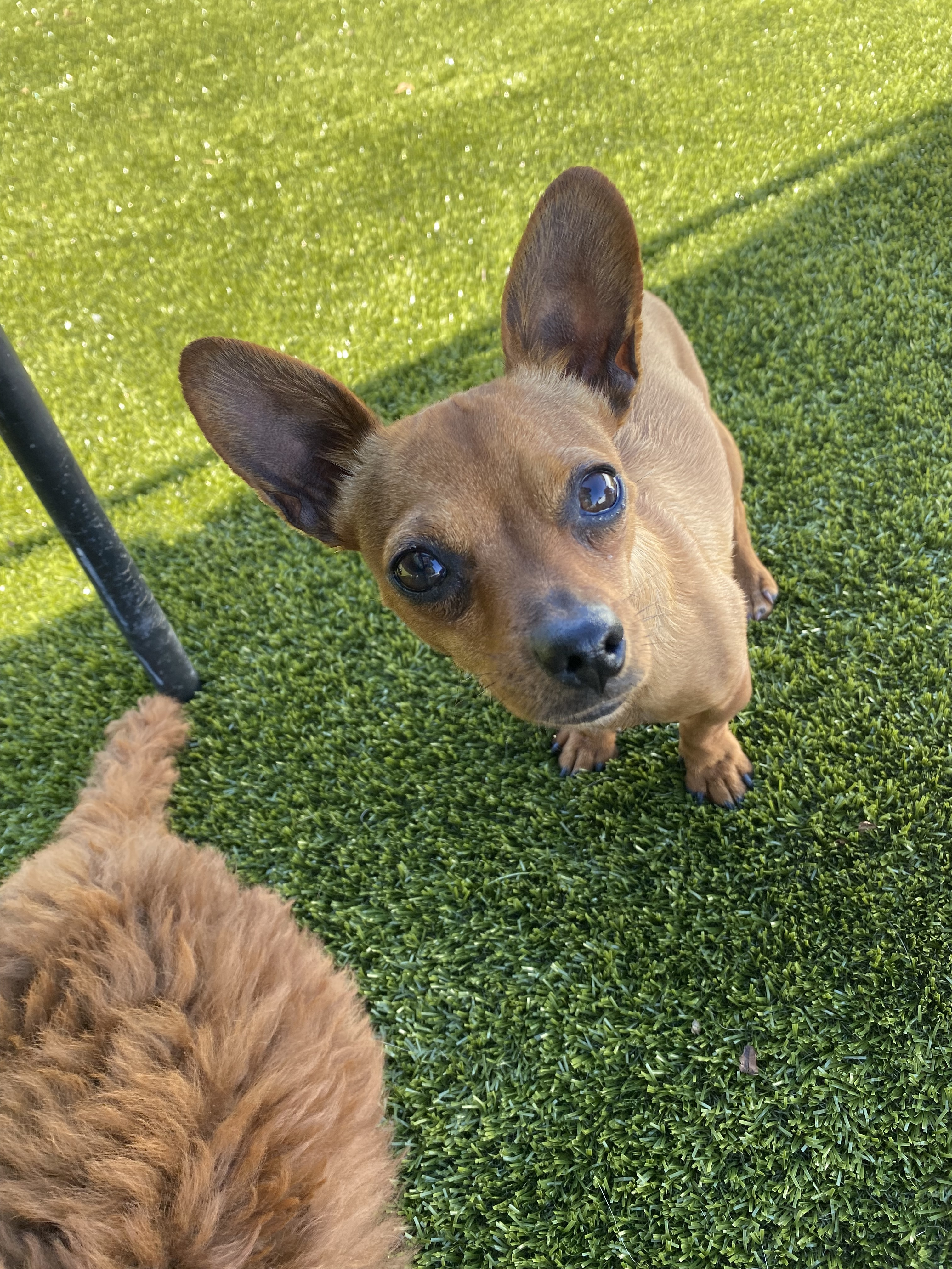 Cora, an adoptable Chihuahua in Florence, IN, 47020 | Photo Image 3