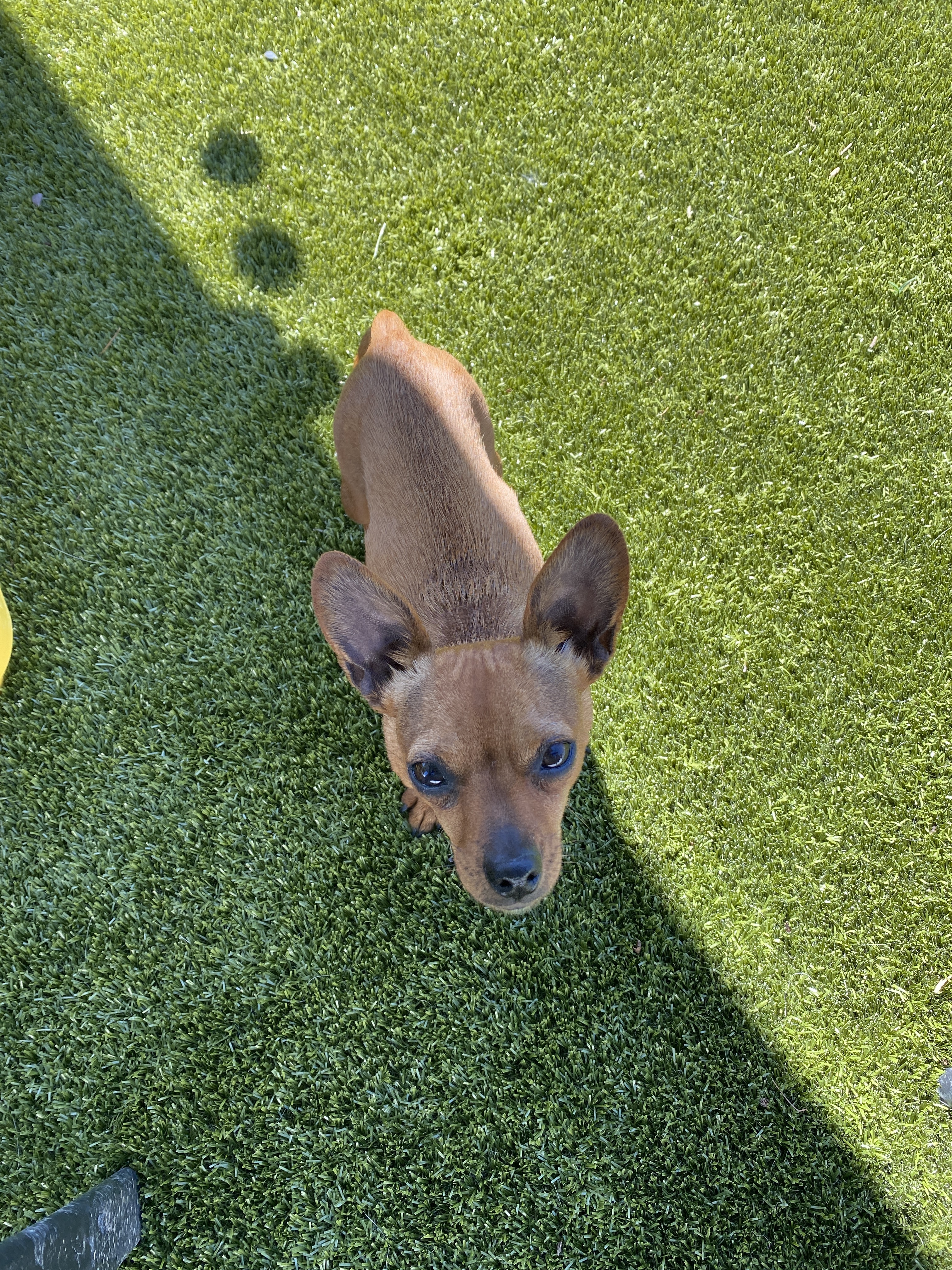 Cora, an adoptable Chihuahua in Florence, IN, 47020 | Photo Image 4